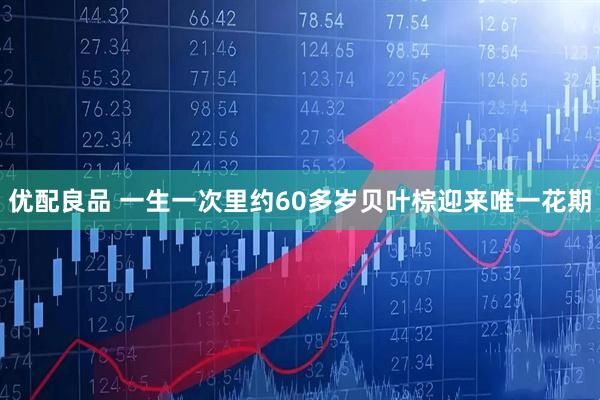 优配良品 一生一次　里约60多岁贝叶棕迎来唯一花期